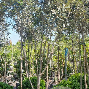 Quercus ilex 350-400 cm cont. 180L paraplu