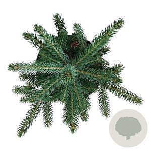 Picea pungens 'Super Blue' 30-40 cm 7,5L