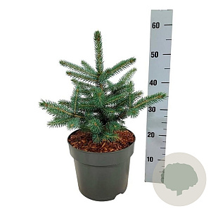 Picea pungens 'Super Blue' 30-40 cm 7,5L