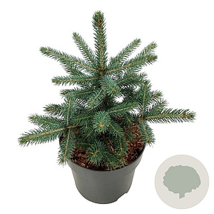 Picea pungens 'Super Blue' 30-40 cm 7,5L