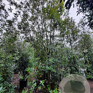 Quercus ilex 400-450 cm container