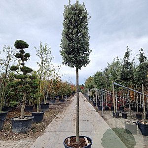 Quercus ilex 180 cm stam container 12-14