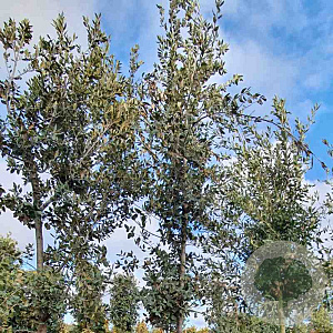 Quercus ilex 180 cm stam container 14-16