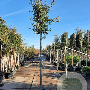 Quercus ilex 180 cm stam container 16-18 leiboom