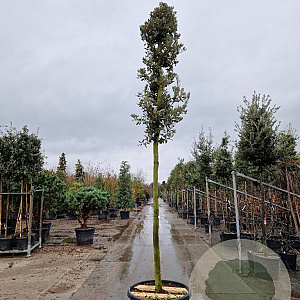 Quercus ilex 180 cm stam container 18-20 leiboom