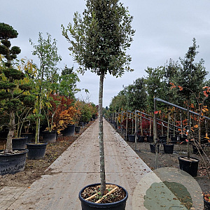 Quercus ilex 180 cm stam container 18-20 leiboom