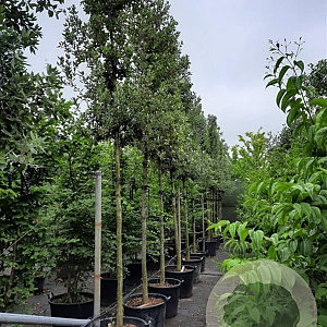 Quercus ilex 200 cm stam container 18-20 leiboom