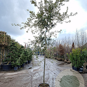 Quercus ilex 12-14 HO 35L
