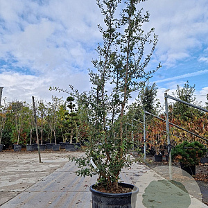 Quercus suber 250-300 cm cont. 70L meerstammig