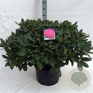 Rhododendron 'Germania' 70-80 cm 40L