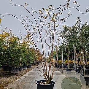 Sambucus nigra Black Beauty 250-300 cm container meerstammig