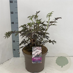 Sambucus nigra Black Lace 30-40 cm 5,0L