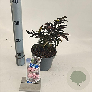 Sambucus nigra Black Tower 25-30 cm 2,0L
