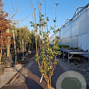 Sambucus nigra Black Tower 200-250 cm draadkluit solitair