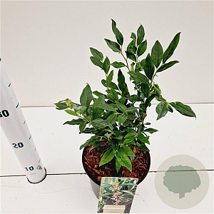 Sarcococca hookeriana 20-25 cm 2,0L