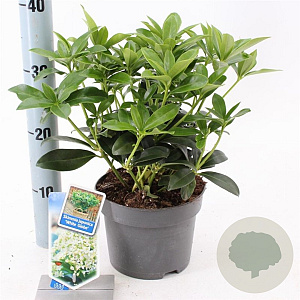 Skimmia j. White Globe 20-25 cm 2,0L