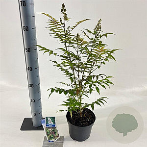 Sorbaria sorbif. 'Sem' 25-30 cm 2,0L