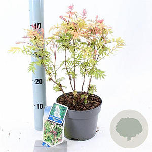 Sorbaria sorbif. 'Sem' 25-30 cm 2,0L