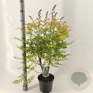 Sorbaria sorbif. 'Sem' 30-35 cm 5,0L