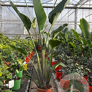 Strelitzia nicolai GM C6L