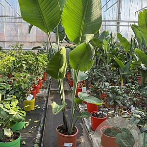 Strelitzia nicolai GM C6L