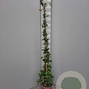 Trachelospermum jasminoides 125-150 cm 3,0L