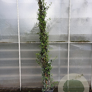 Trachelospermum jasminoides 250-300 cm 18L