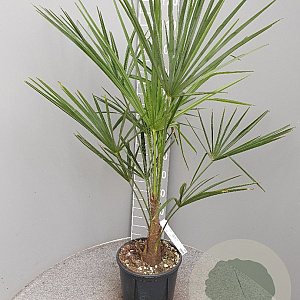 Trachycarpus fortunei 80-100 cm 6L