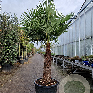 Trachycarpus fortunei 100 cm stam container