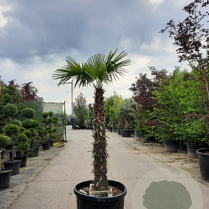 Trachycarpus fortunei 150 cm stam container