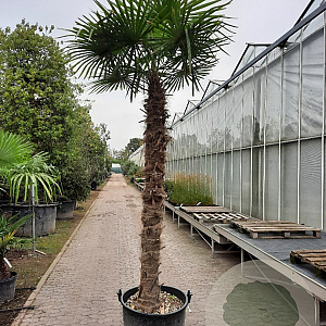 Trachycarpus fortunei 210 cm stam container