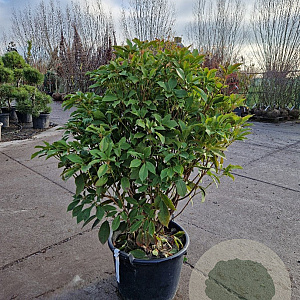 Trochodendron aralioides 100-125 cm 20L