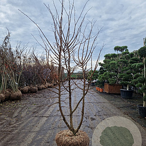 Ulmus minor suberosa 200-250 cm draadkluit meerstammig
