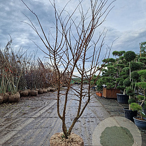 Ulmus minor suberosa 250-300 cm draadkluit meerstammig solitair