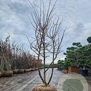 Ulmus minor suberosa 300-350 cm draadkluit meerstammig solitair