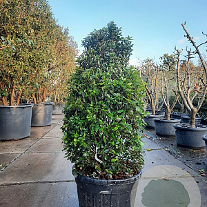 Viburnum tinus 125-150 cm cont. 110L