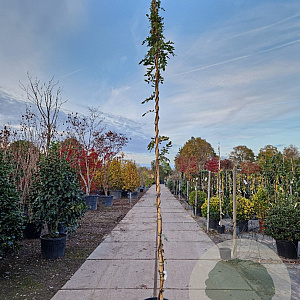 Wisteria brach. 'Okayama' 350-400 cm 25L