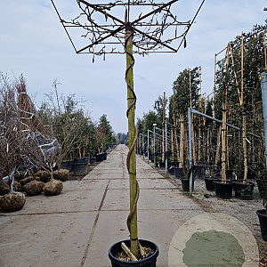 Wisteria brach. 'Okayama' 200 cm stam 45L dakvorm