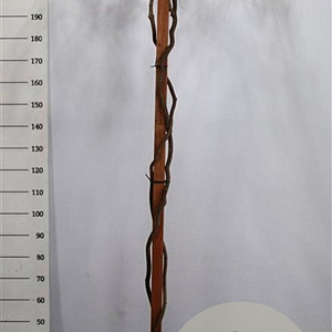 Wisteria brach. 'Okayama' 200 cm stam 45L dakvorm