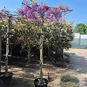 Wisteria brach. 'Okayama' 200 cm stam 45L dakvorm