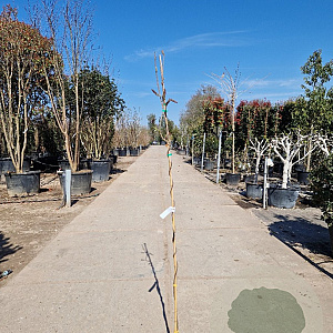 Wisteria floribunda 150-175 cm 3,0L