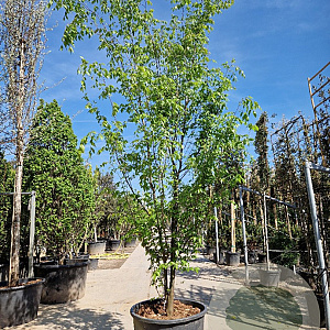 Zelkova serrata 350-400 cm container meerstammig