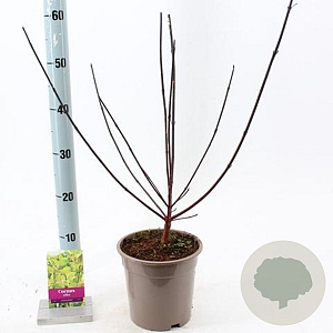 Cornus alba 'Kesselringii' 40-60 cm 2,0L