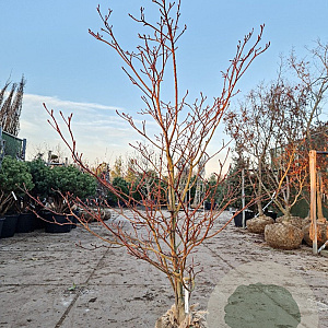 Cornus controversa 'Variegata' 175-200 cm draadkluit