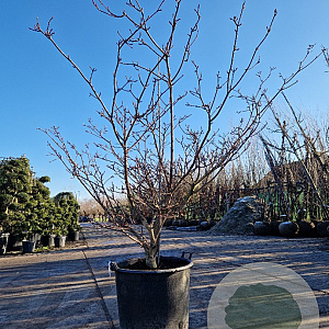 Cornus controversa 'Variegata' 175-200 cm container meerstammig