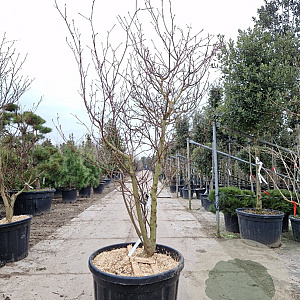 Cornus controversa 'Variegata' 250-300 cm container Multistam