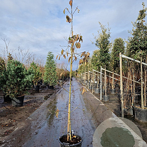 Cornus 'Eddie's White Wonder' 200-250 cm container geveerd