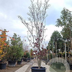Cornus florida rubra 300-350 cm cont. 110L