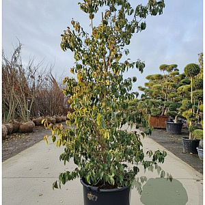 Cornus hongkongensis 200-250 cm container meerstammig