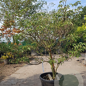 Cornus kousa 125-150 cm container meerstammig